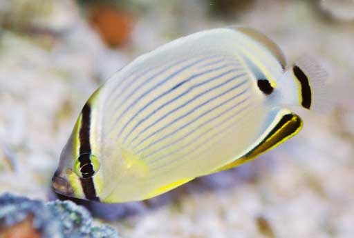 Chaetodon lunulatus Quoy & Gaimard, 1825